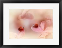 Ladybirds On Pink Hydrangea Fine Art Print