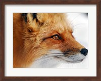 Red Fox Fine Art Print