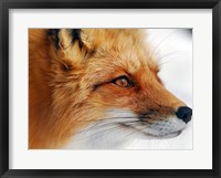 Red Fox Fine Art Print