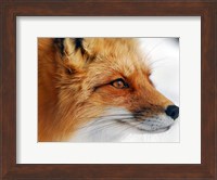 Red Fox Fine Art Print