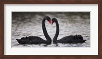 In Love Black Swans Fine Art Print