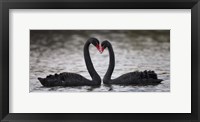 In Love Black Swans Fine Art Print