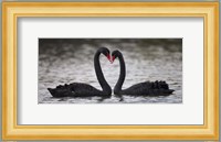 In Love Black Swans Fine Art Print