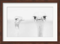 Funny Ostrich Fine Art Print