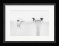Funny Ostrich Fine Art Print