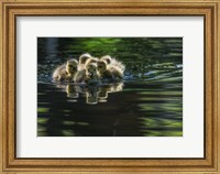 Cute Baby Canada Geese Fine Art Print