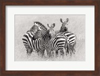 Zebras Fine Art Print
