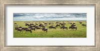 Great Migration In Serengeti Plains Fine Art Print