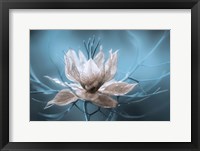 Nigella Fine Art Print