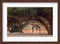 Giraffe - Namibia Fine Art Print