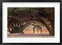 Giraffe - Namibia Fine Art Print