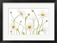 Ox Eye Daisies Fine Art Print