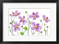 Anemone Japonica Fine Art Print