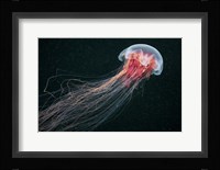 Longtail Fine Art Print