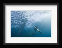 Hunter And The Hunted Fine Art Print