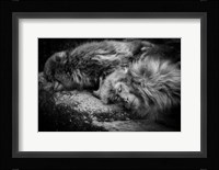 Sleeping Fine Art Print