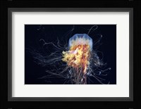 Giant Lion's Mane Fine Art Print