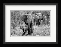 Elefamily Fine Art Print