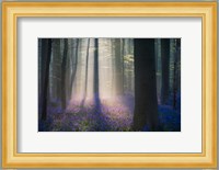 Velvet Light Fine Art Print