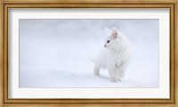 White As Snow Fine Art Print