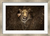 Leopard Resting On A Tree At Masai Mara Fine Art Print