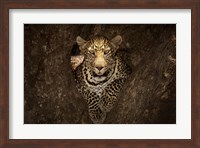 Leopard Resting On A Tree At Masai Mara Fine Art Print