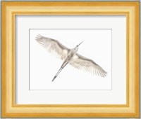 Fly Fine Art Print