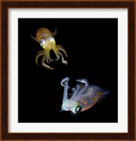 Sea Jewels Fine Art Print