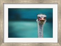 Ostrich Protecting Two Poor Chicken From The Wind Fine Art Print