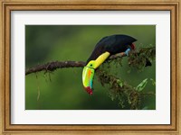 The Colors Of Costa Rica Fine Art Print
