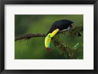 The Colors Of Costa Rica Fine Art Print