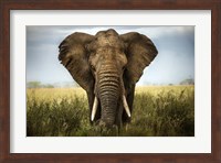 Encounters In Serengeti Fine Art Print