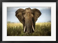 Encounters In Serengeti Fine Art Print