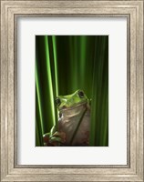 Green Frog Fine Art Print