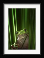 Green Frog Fine Art Print