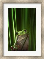 Green Frog Fine Art Print