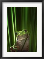 Green Frog Fine Art Print