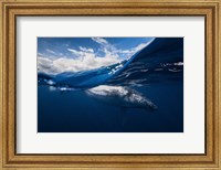 Humpback Whale And The Sky Fine Art Print