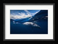 Humpback Whale And The Sky Fine Art Print