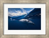 Humpback Whale And The Sky Fine Art Print