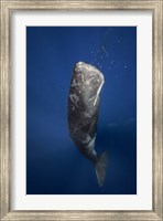 Candle Sperm Whale Fine Art Print