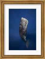 Candle Sperm Whale Fine Art Print