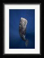 Candle Sperm Whale Fine Art Print
