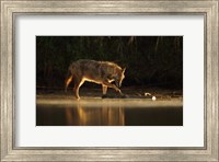 Jackal Morning Play Fine Art Print