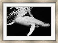 Black & Whale 2 Fine Art Print