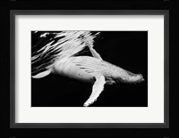 Black & Whale 2 Fine Art Print