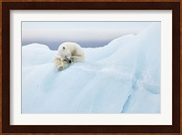 Polar Bear Grooming Fine Art Print