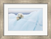 Polar Bear Grooming Fine Art Print