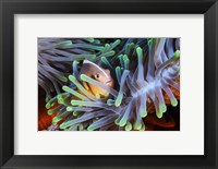 Clownfish Fine Art Print