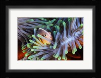 Clownfish Fine Art Print